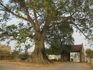 ANCIENT DUONG LAM