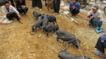 Bac Ha market