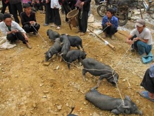 Bac Ha market