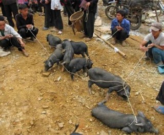 Bac Ha market