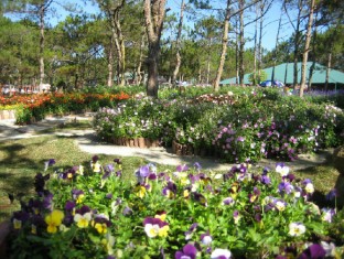 Valley of love in Dalat