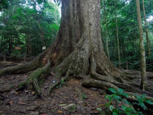 Cúc Phương national park